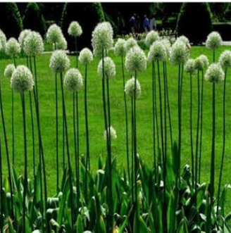 A Set Allium giganteum Bulb - (Color: 1)