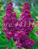Lilac Japanese (Extremely Fragrant) Clove Flower Seeds (Color: 4)