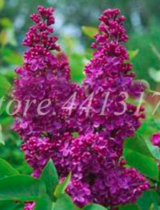 Lilac Japanese (Extremely Fragrant) Clove Flower Seeds (Color: 4)