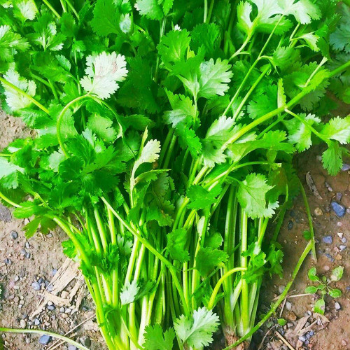 Large-Leaf Coriander Seeds, Premium Cilantro Seeds, Disease Resistant, High-Yield, Rich Fragrance