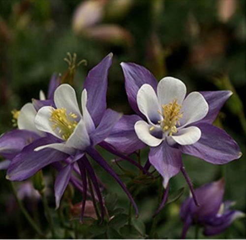 Garden Columbine Seeds Cat's Claw Flower Seeds - (Color: B)