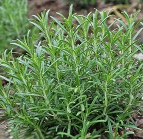 Rosemary Seeds Garden Terrace Flower Rosmarinus Officinalis (Color: Green)