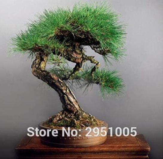 Japanese Pine Tree Pinus thunbergii Seed Home Garden