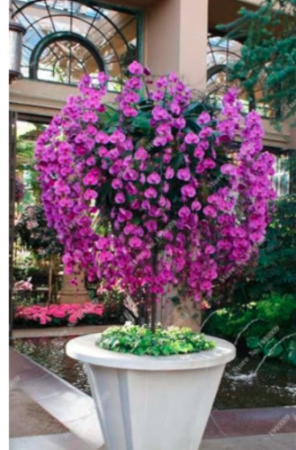 Multi Color Dendrobium Orchids Seeds - (Color: 9)