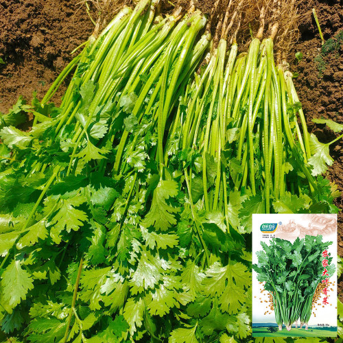 Large-Leaf Coriander Seeds, Premium Cilantro Seeds, Disease Resistant, High-Yield, Rich Fragrance