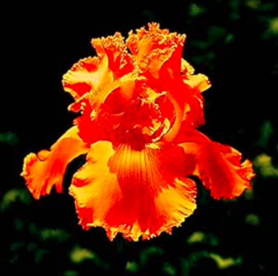 Iris Orchid Flower Seeds (Color: 11)