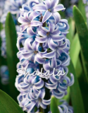 Hyacinth Seed hyacinth Flower Beautiful (Color: 10)