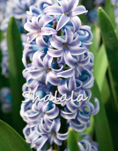 Hyacinth Seed hyacinth Flower Beautiful (Color: 10)