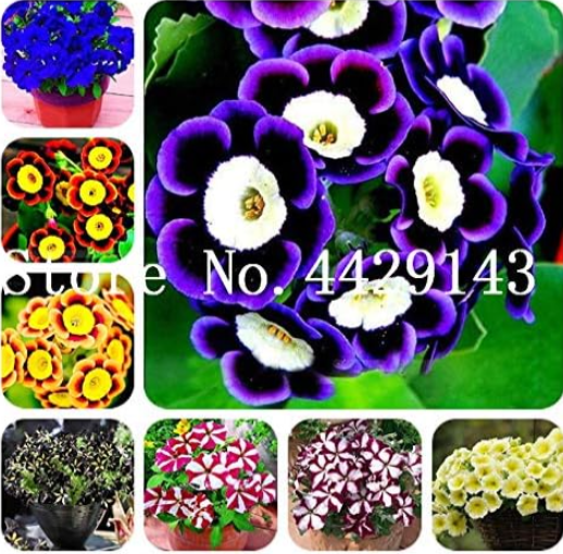 Rare Petunia Seed Flower (Color: Mixed)