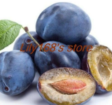 Dwarf Round Plums Seed Fruit Seed (Color: A19)