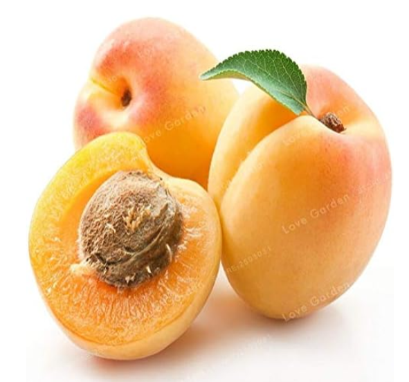 Apricot Seed Base More Precocious Fruit Orchard