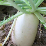 White Jade Radish Seeds, Summer-Autumn Variety, Heat-Tolerant, Early-Maturing, Disease Resistant, Crisp Flesh
