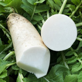 White Jade Radish Seeds, Summer-Autumn Variety, Heat-Tolerant, Early-Maturing, Disease Resistant, Crisp Flesh