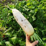 White Jade Radish Seeds, Summer-Autumn Variety, Heat-Tolerant, Early-Maturing, Disease Resistant, Crisp Flesh