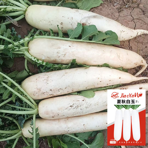 White Jade Radish Seeds, Summer-Autumn Variety, Heat-Tolerant, Early-Maturing, Disease Resistant, Crisp Flesh
