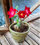 Desert Rose Seeds Adenium Obesum (Color: 18)