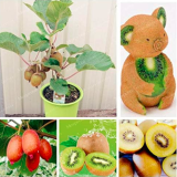Kiwi Seed 100% Real Actinidia Chinensis (Color: MIX)