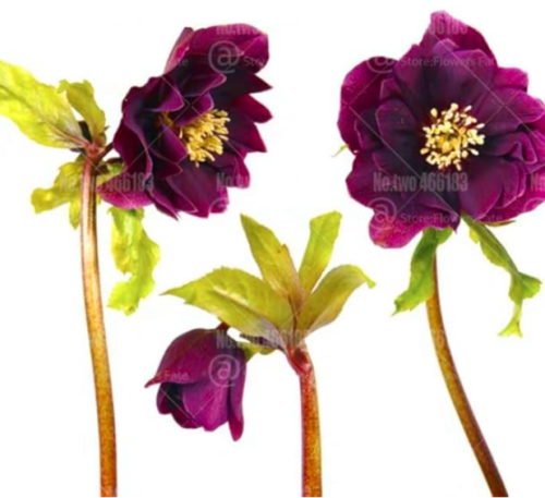 Helleborus niger Flower Seeds Christmas rose flower (Color: 3)