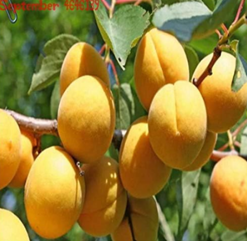 Apricot Tree Seeds Orchard Fruit