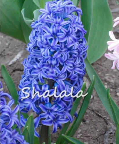 Hyacinth Seeds hyacinth Flower victory - (Color: 18)
