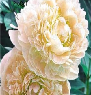 Paeonia lactiflora Peony Flower Bulb (Color: 20)