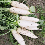 Jiujinyu Radish Seeds, High-Yield, Cold-Tolerant White Radish for Winter Cultivation