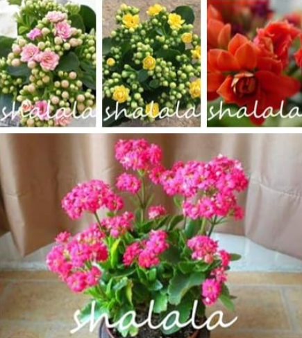Kalanchoe Seed Longevity Flower Potted Seeds (Color: Mixed)