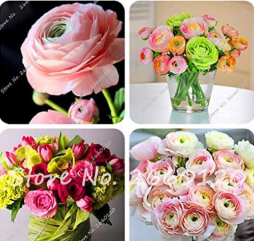 Mixed Ranunculus Flower Seeds Bonsai Home DIY Persian Buttercup (Color: Mixed)