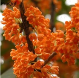 Osmanthus fragrans Flower Seeds - (Color: 3)
