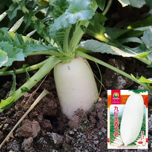 Jiujinyu Radish Seeds, High-Yield, Cold-Tolerant White Radish for Winter Cultivation