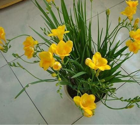 Freesia Flower Seeds Garden Terrace Perennial (Color: 1)