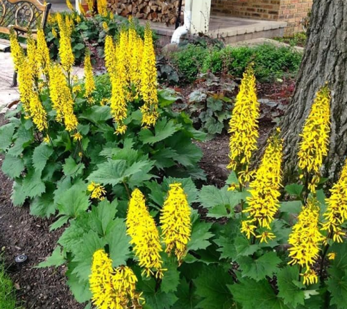 Ligularia The Rocket Seeds Cut Flower Bouquet Elephant Ears