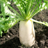 Jiujinyu Radish Seeds, High-Yield, Cold-Tolerant White Radish for Winter Cultivation