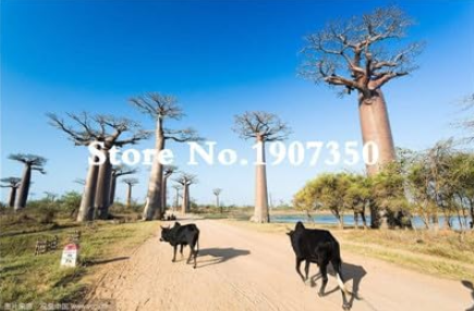 Australian Rare Baobab Tropical Giant Planting Seeds (Color: 2)