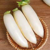 Jiujinyu Radish Seeds, High-Yield, Cold-Tolerant White Radish for Winter Cultivation