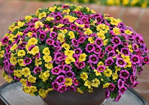 Calibrachoa Mixed Colourful Long Blooming Mini Petunia Seeds