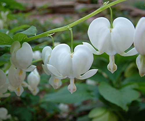 Glamaours Dicentra spectablis 'Alba' Seeds White Bleeding Heart