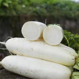 Jiujinyu Radish Seeds, High-Yield, Cold-Tolerant White Radish for Winter Cultivation