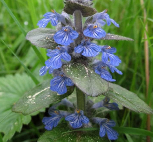 Seeds Ajuga Reptans Groundcover Seeds Shade Loving Creeping Buglewood