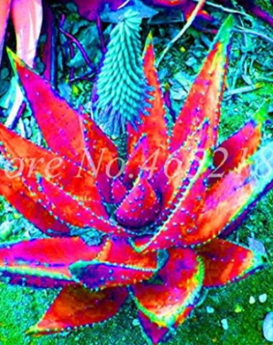 Rare Aloe Vera Seed Perfect Color Vegetables (Color: 15)