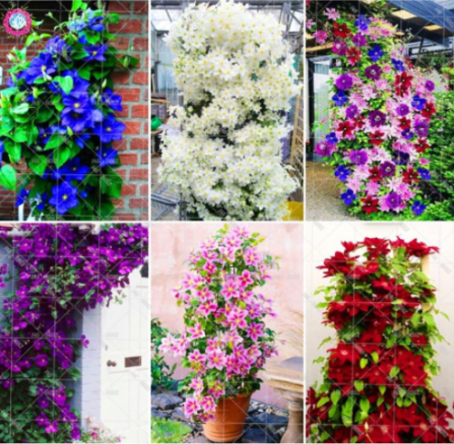 Climbing Clematis Seeds Perennial Flowering Potted Plant (Color: Mix)