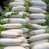 Jiujinyu Radish Seeds, High-Yield, Cold-Tolerant White Radish for Winter Cultivation