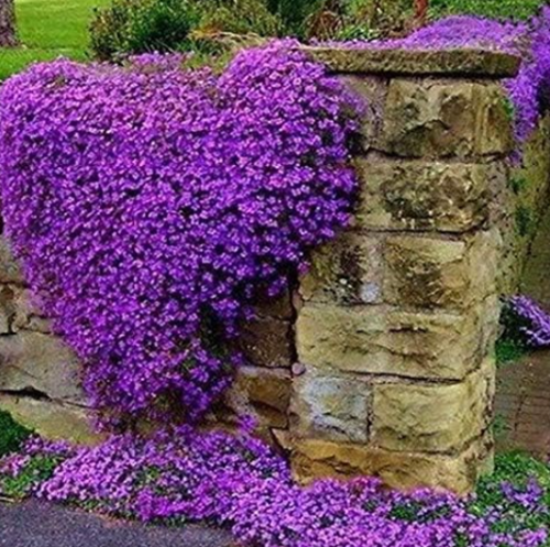 Rock Cress Seeds, Aubrieta Cascade Purple Flower, Deer Resistant (Color: 2)