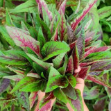 Zixia Red Amaranth Seeds - Willow-Leaf Variety, Medium-Late Maturing, Open/Protected Cultivation, Adaptable Growth