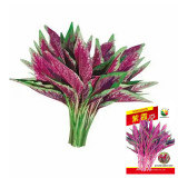 Zixia Red Amaranth Seeds - Willow-Leaf Variety, Medium-Late Maturing, Open/Protected Cultivation, Adaptable Growth