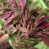 Zixia Red Amaranth Seeds - Willow-Leaf Variety, Medium-Late Maturing, Open/Protected Cultivation, Adaptable Growth