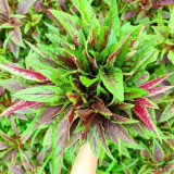 Zixia Red Amaranth Seeds - Willow-Leaf Variety, Medium-Late Maturing, Open/Protected Cultivation, Adaptable Growth