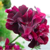 Rare Geranium Seeds Apple Blossom Rosebud Pelargonium (Color: 2)
