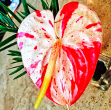 Rare Flower Anthurium Seed Balcony Potted Plant (Color: 10)