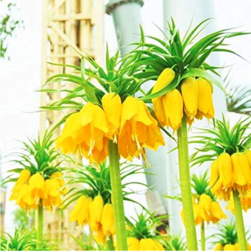 Crown Imperial Seed Wang Fritillaria Seeds (Color: 1)